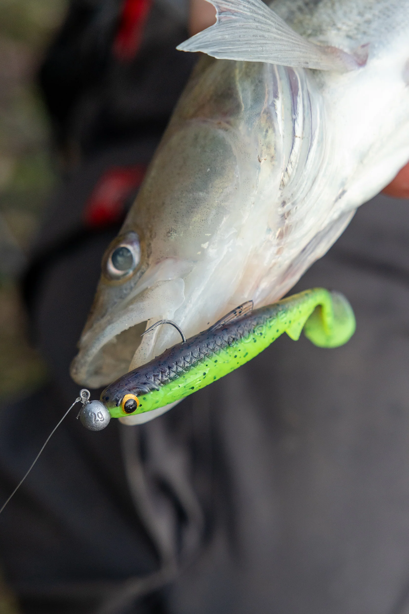 Kuore Recoil 7 cm jigg 4 st/pkt - Image 3