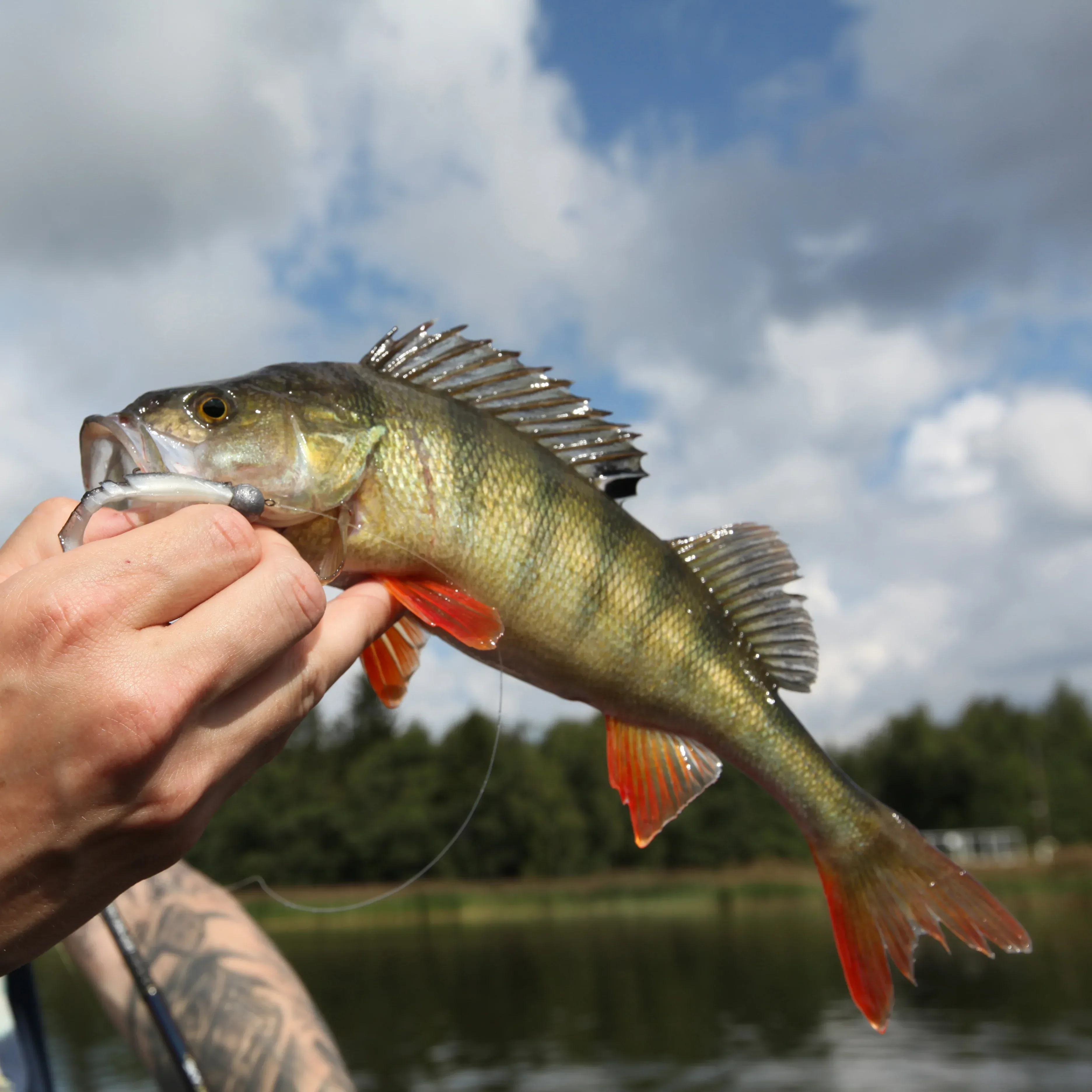 Mikado Fishunter 5 cm jigg 5 st/pkt - Image 3