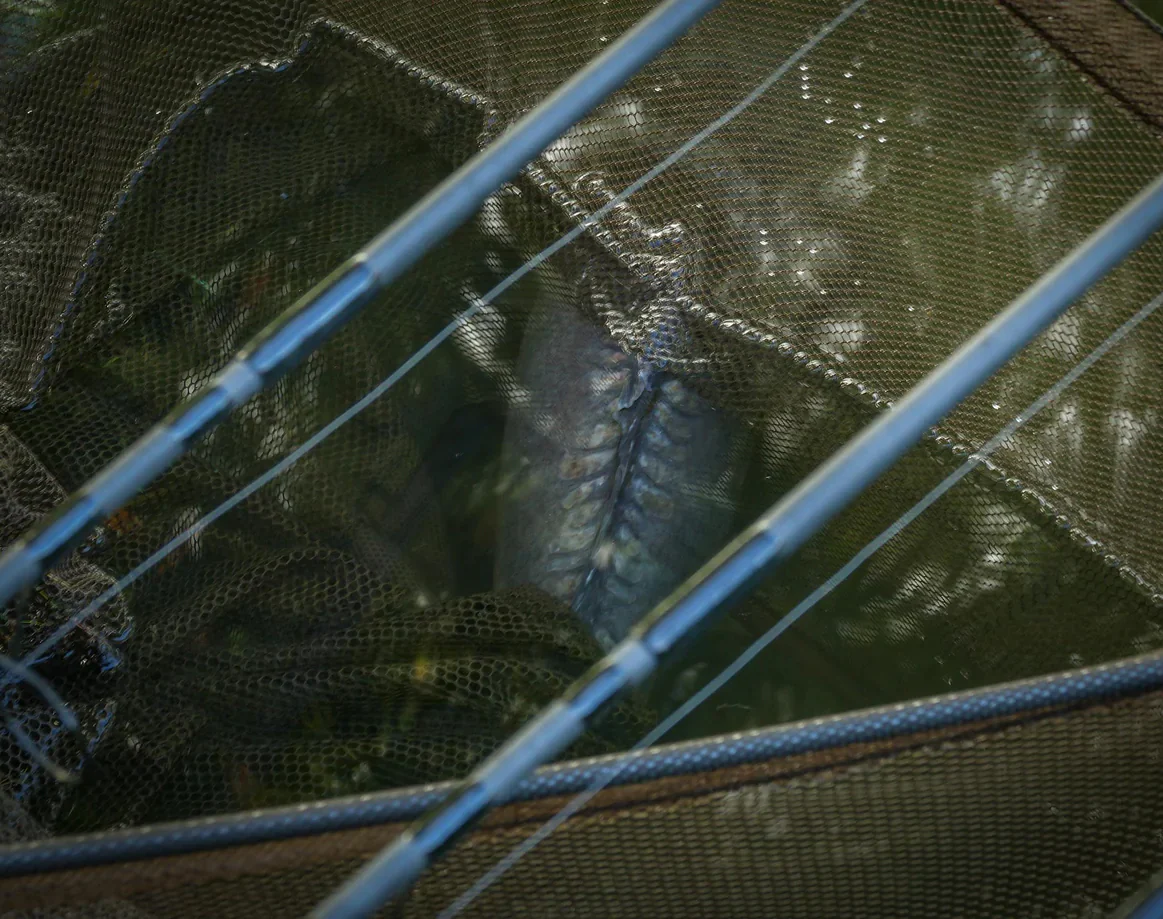 Prologic C3 Fulcrum Ridgid Framed Landing Net 42" håv - Image 3